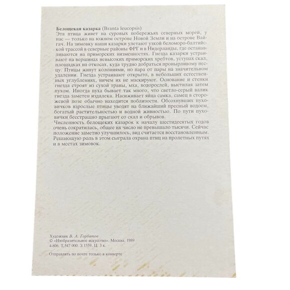 Barnacle Goose Branta Leucopsis Bird 1989 Russia u  A Gribov Vintage Postcard - Picture 2 of 2